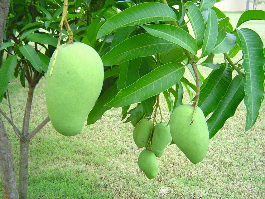 Of Mango Trees, drzewo mango alfanso pełne Tapeta HD