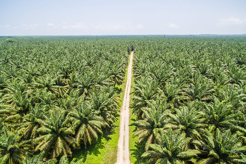 Portare trasparenza nella filiera dei derivati ​​dell'olio di palma, l'olio di Sfondo HD