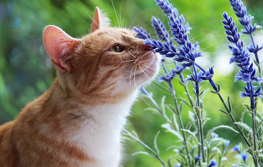 cat, summer, cat, look, face, flowers, nature, green, background, red, the smell, aroma, lavender, sniffing , section кошки, summer kittens HD wallpaper