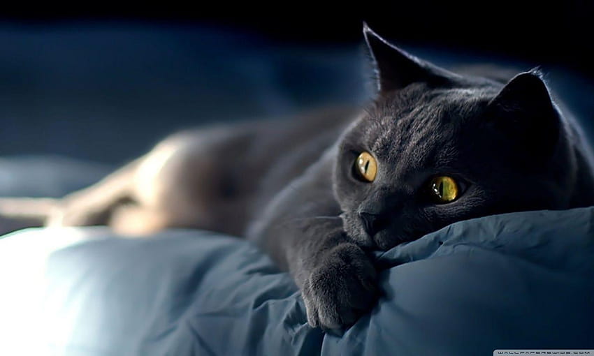 Gần đến giờ ngủ, hãy chọn một hình nền mèo trên giường để mang lại cho bạn cảm giác thoải mái và êm ái. Với bộ sưu tập những hình nền mèo trên giường đáng yêu và ngộ nghĩnh, bạn sẽ tìm thấy sự thư giãn và cảm thấy thoải mái trước khi vào giấc ngủ.