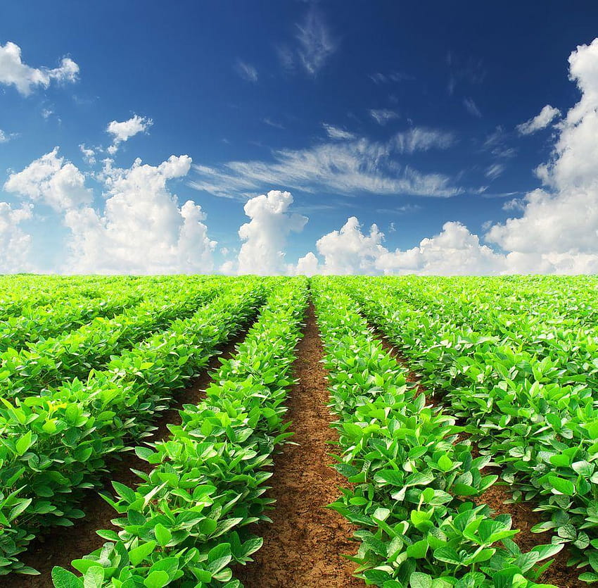 3 Best Agriculture HD wallpaper