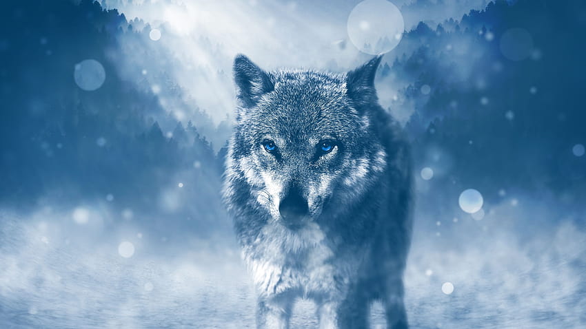 7 Lobo solitario, triste lobo de anime fondo de pantalla