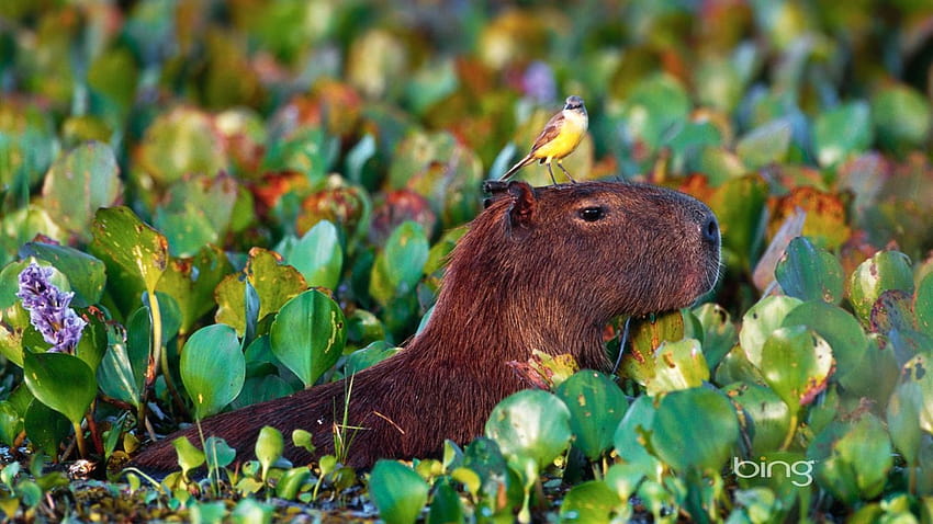Burung bertengger di atas Capybara yang mengarungi di Taman Nasional Pantanal Matogrossense Brasil Preview Wallpaper HD