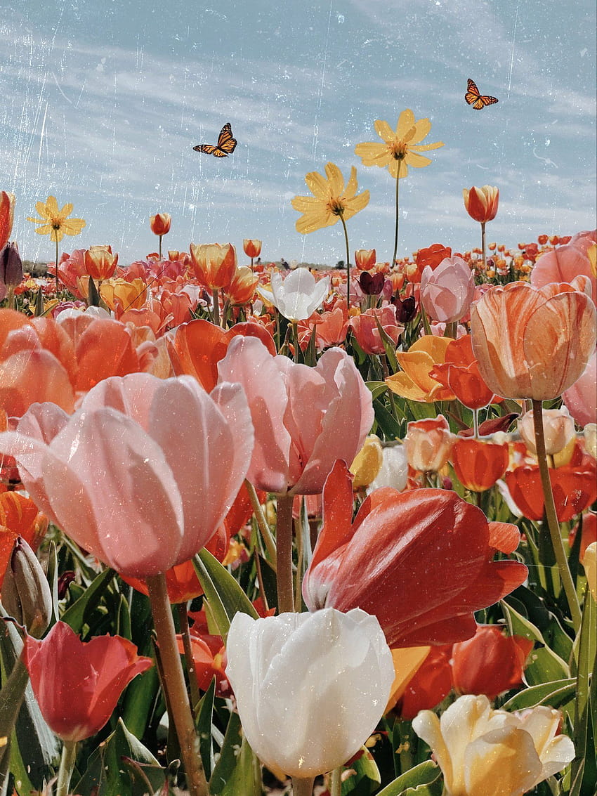 Annual plants tulips ...pinterest, bloomcore aesthetic HD phone wallpaper