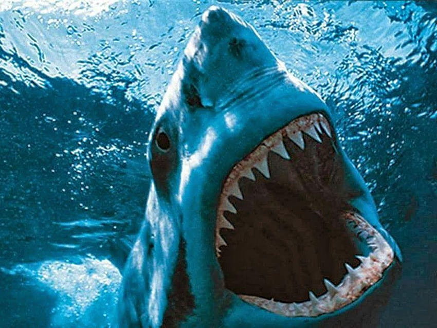 Shark Fish Mouth New 2013, ikan HD wallpaper