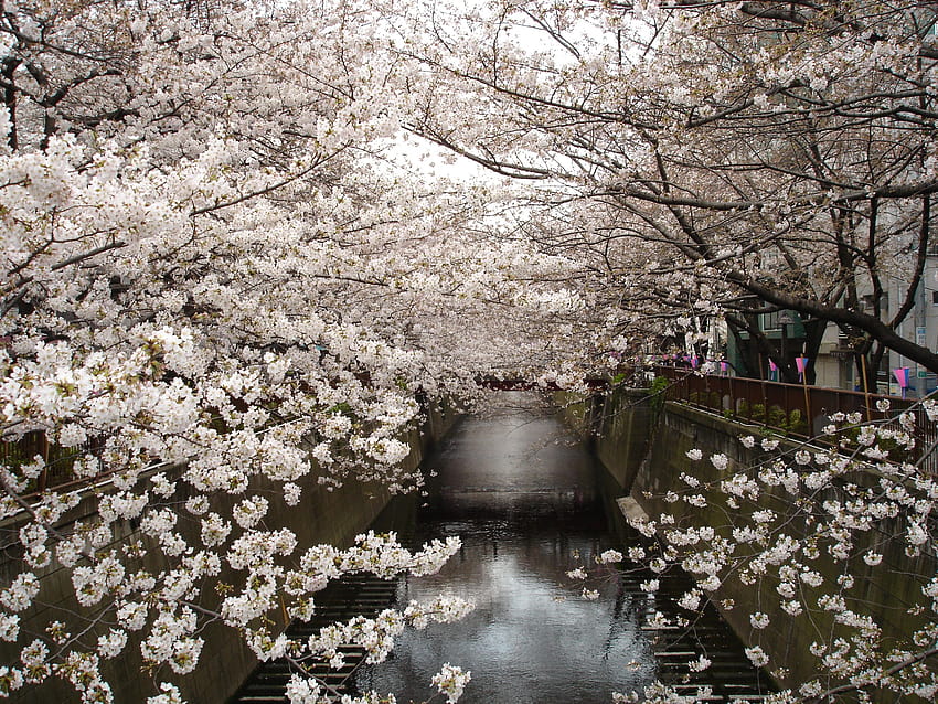 Japan cherry blossom trees flowers, japanese cherry blossom tree HD wallpaper