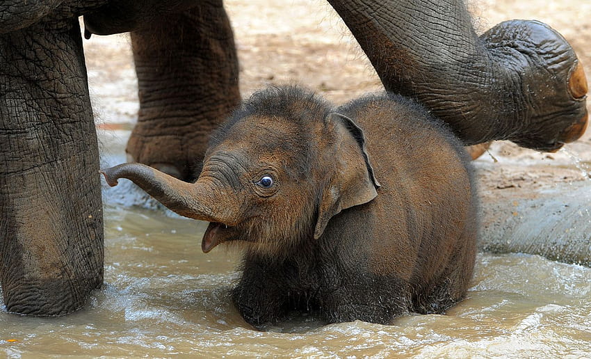 Ibu Dan Bayi Gajah Lebar, ibu dan anak gajah Wallpaper HD
