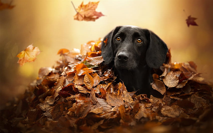 black labrador, autumn, retriever, pets, bokeh, cute animals, black retriever, labradors with resolution 1920x1200. High Quality, labrador autumn HD wallpaper