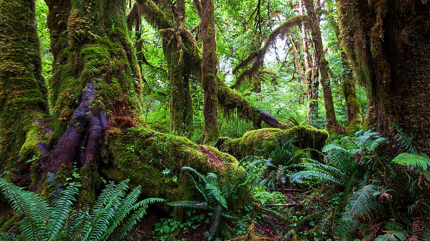 Regenwald, Tropenwaldcomputer HD-Hintergrundbild