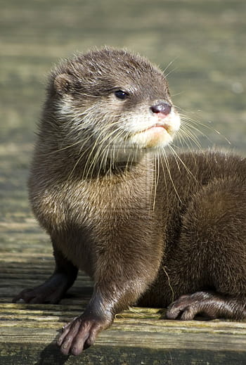 Otter background HD wallpapers | Pxfuel