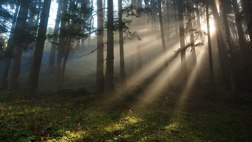 3840x2160 Sunbeam, Forest, Trees, Plants for, sunbeams in forest HD wallpaper