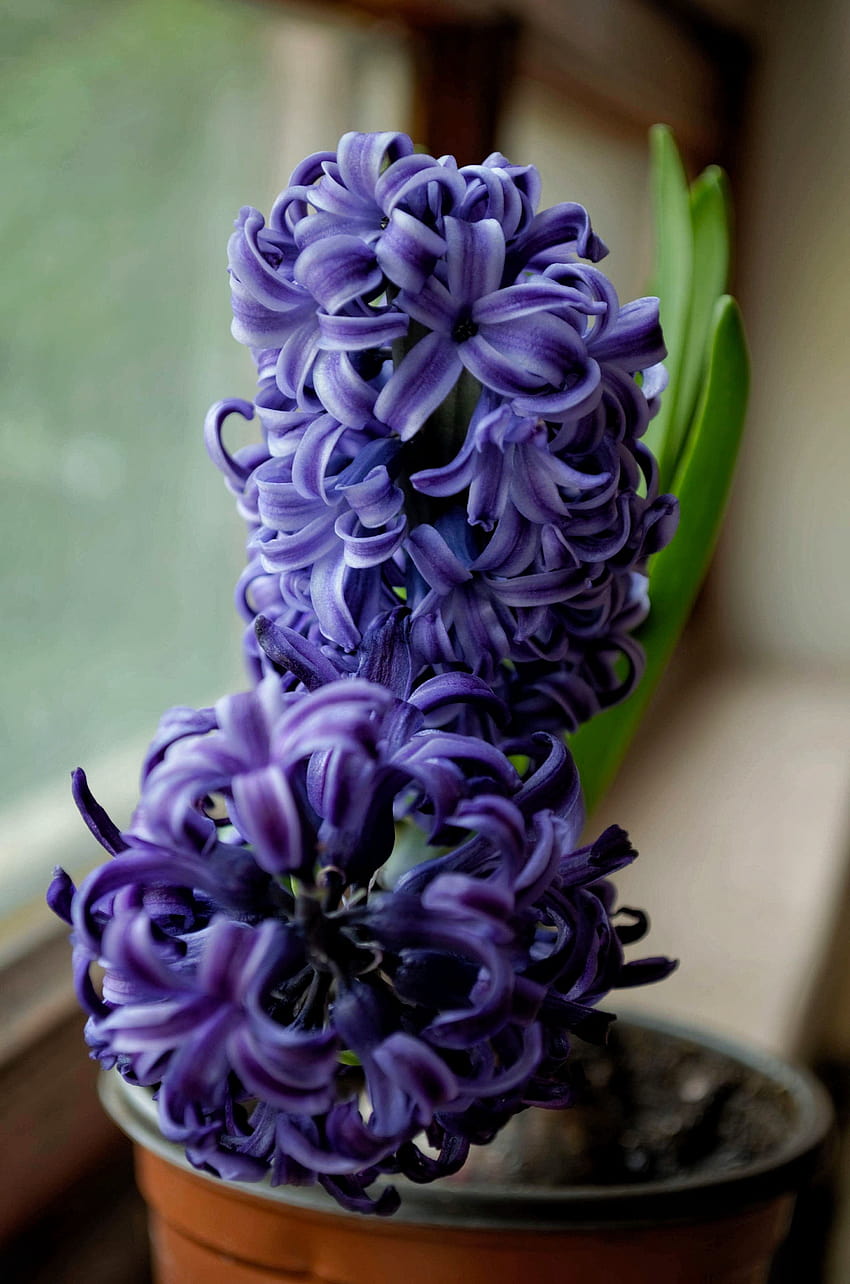 Selective Focus graphy of Purple Hyacinth Flower · Stock, violet hyacinths flowers HD phone wallpaper