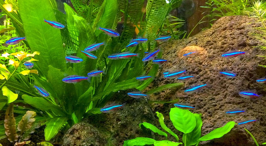 Blok888 Top 10 Most Beautiful Freshwater Fish In The World 2 Hd