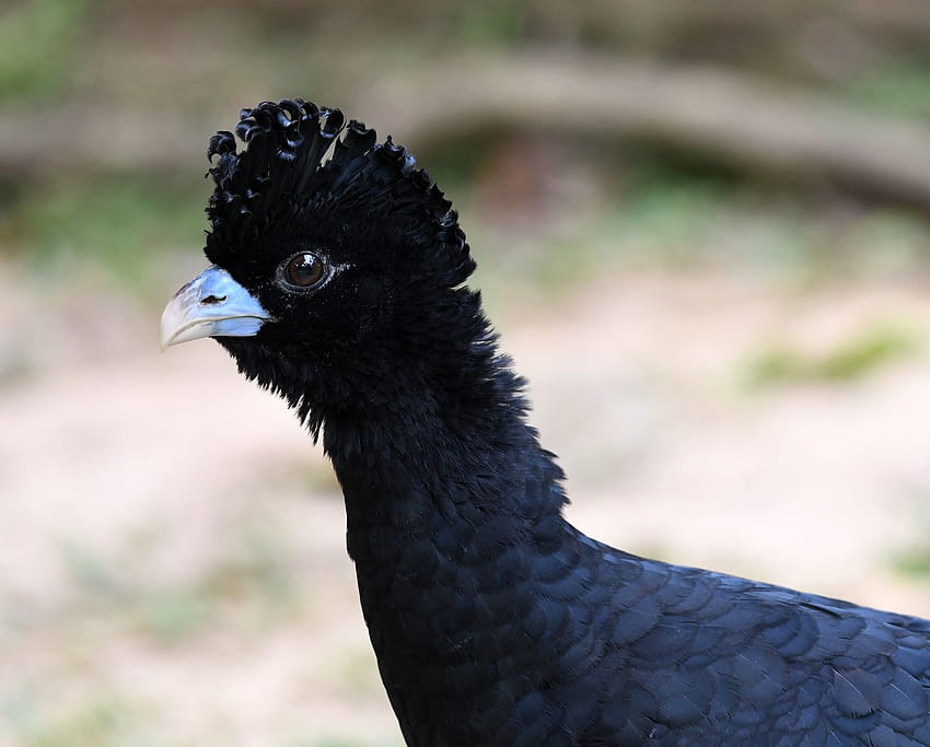 Explorations of an Ecologist: Colombian Endemic Cleanup: The Blue, blue billed curassow HD wallpaper