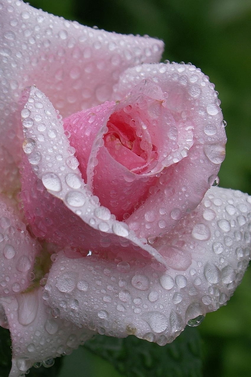 Rose, Fleur, Bourgeon, Feuille, Drop, Pluie, Belle, beau mobile de pluie Fond d'écran de téléphone HD