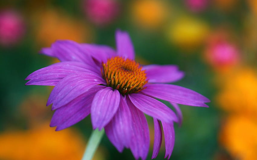 Die besten 4 Sonnenhut auf der Hüfte, Echinacea-Blume HD-Hintergrundbild