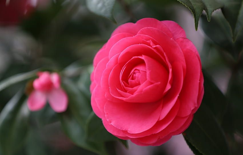 fleur, macro, rouge, focus, pétales, camélia, camélia japonais, Camellia japonica , section цветы Fond d'écran HD