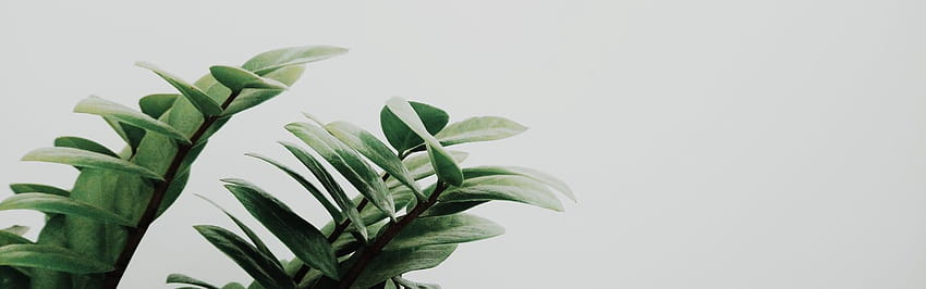Minimal Plant, minimalistisches Blumenweiß HD-Hintergrundbild
