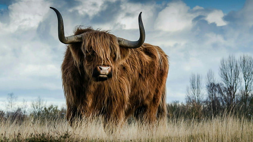 Animal, domestic yak HD wallpaper