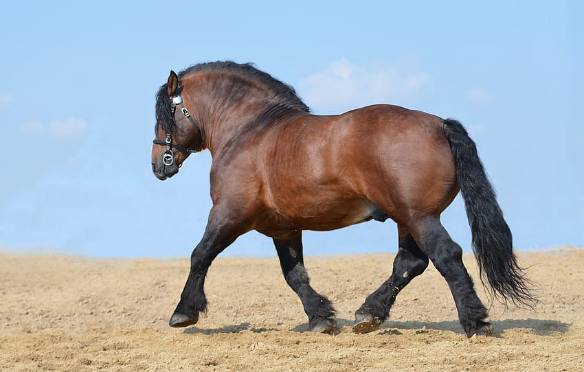 field, the sky, horse, power, blue, horse, stallion, power, running, walk, breed, horse, horsepower , section животные HD wallpaper