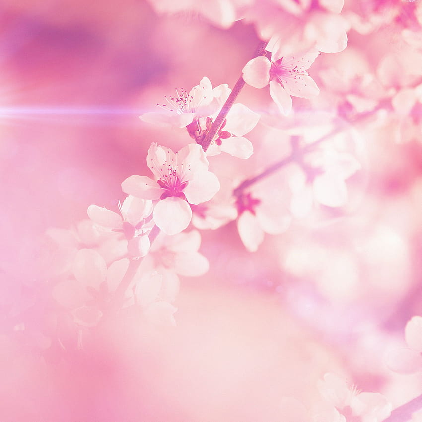 Spring Pink Cherry Blossom Flare Nature iPad Air, sakura trees aesthetic ps4 HD phone wallpaper