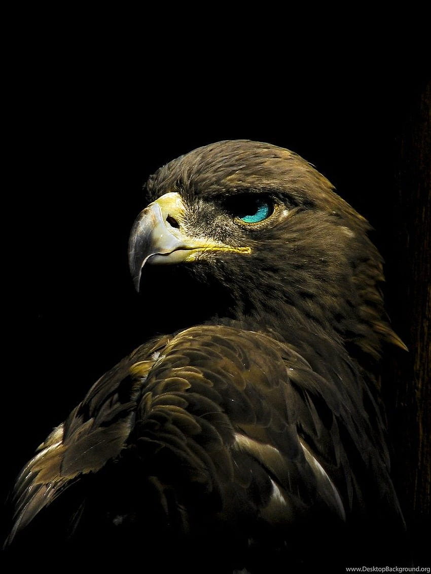 New Golden Eagle Phone, golden eagle android HD phone wallpaper