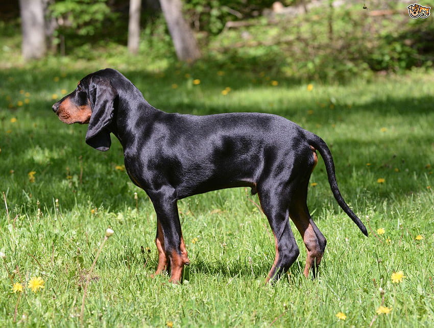More information on the black and tan Coonhound HD wallpaper