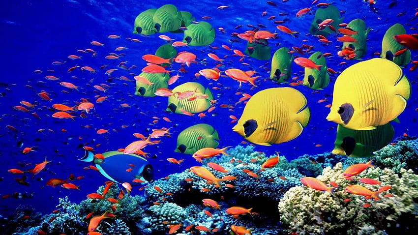Animals fishes underwater swim coral reef colors bright sea life, life underwater HD wallpaper