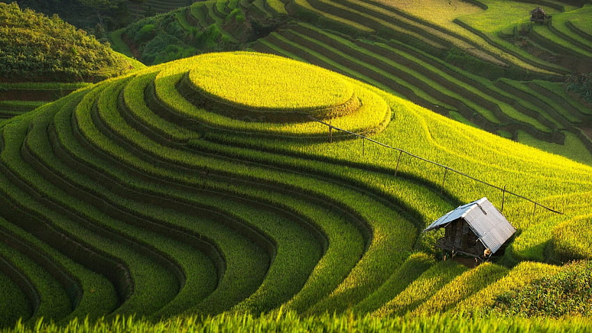 from Life Category, rice field HD wallpaper