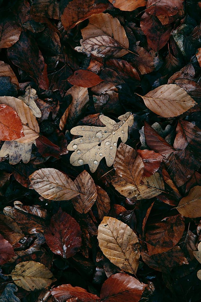 Nourriture de style ferme rustique Ph sur une feuille d'automne parfaite et brune Fond d'écran de téléphone HD