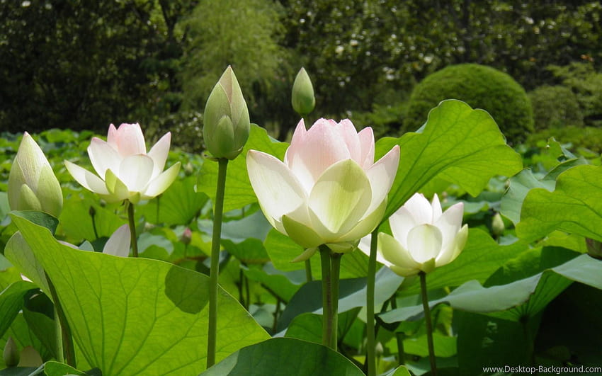 Fleur de lotus blanc et bourgeons en journée ensoleillée par ThorMark, fleurs journée ensoleillée Fond d'écran HD
