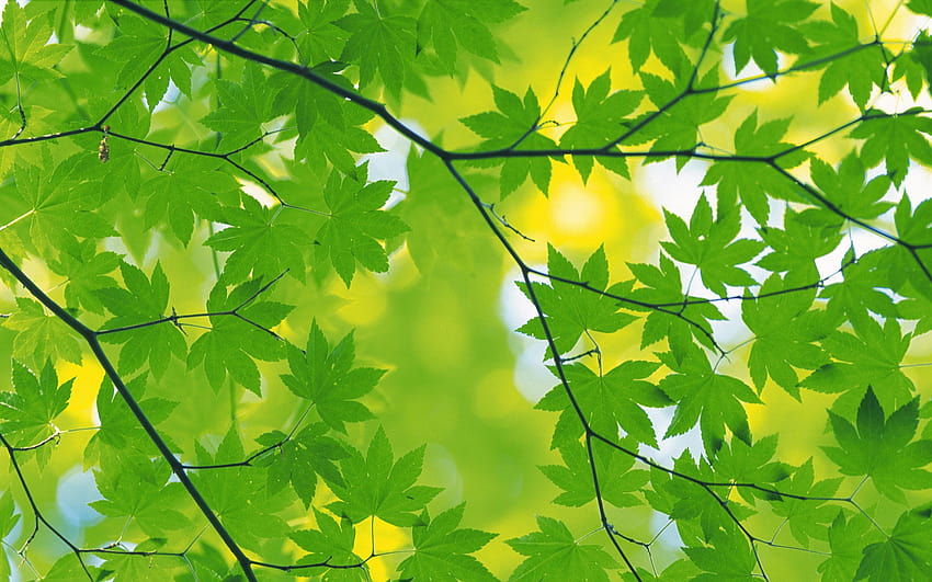 Leaves Green Nature วอลล์เปเปอร์ HD