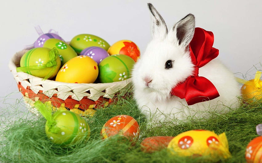 Happy Easter To All My Followers. May your day be full of, animal easter HD wallpaper