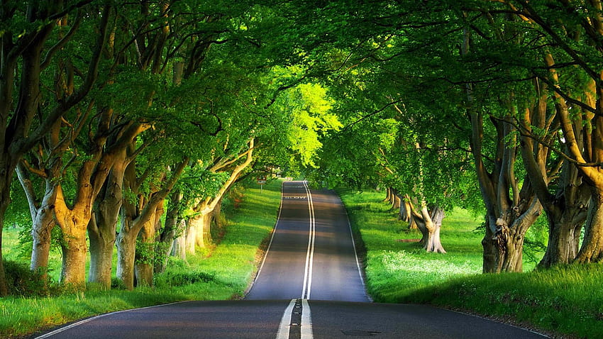 : แสงแดด, ต้นไม้, ถนน, สีเขียว, เช้า, โครงสร้างพื้นฐาน, ฤดูใบไม้ร่วง, 1920x1080 px, ป่าไม้, ถิ่นที่อยู่, สแวดล้อมทางธรรมชาติ, ไม้ยืนต้น 1920x1080 วอลล์เปเปอร์ HD