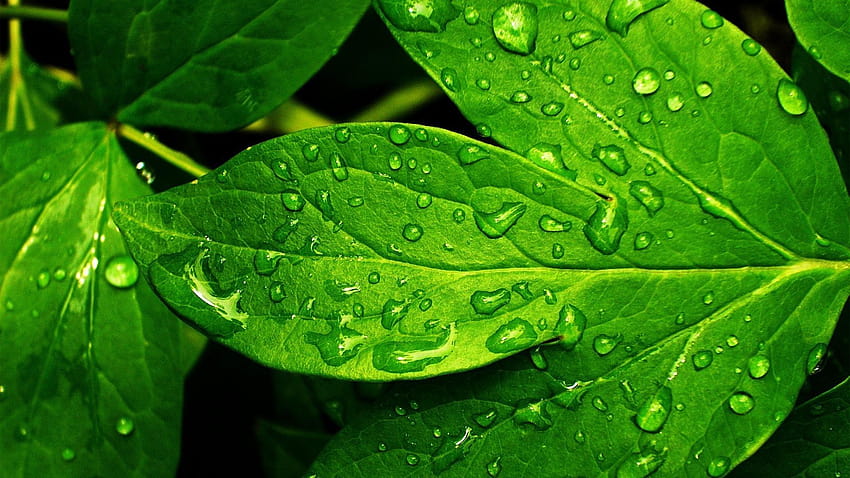 464032 Green Leaf, greenleaf HD wallpaper | Pxfuel