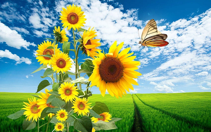 genial, Natur, High Definition, frisch, Sonnenblume, Schmetterling, Schmetterlinge und Blumen HD-Hintergrundbild