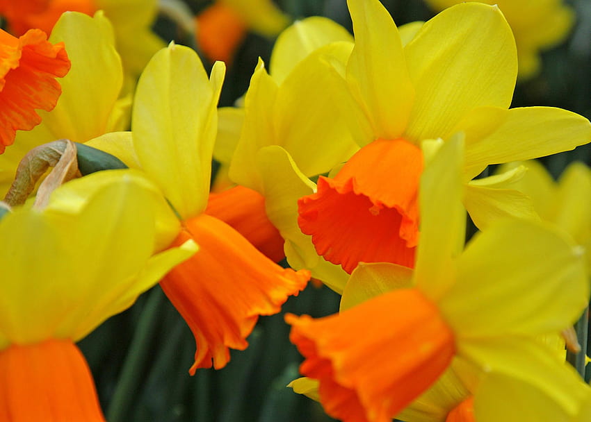 Bakung Kualitas Tinggi, daffodil cantik Wallpaper HD