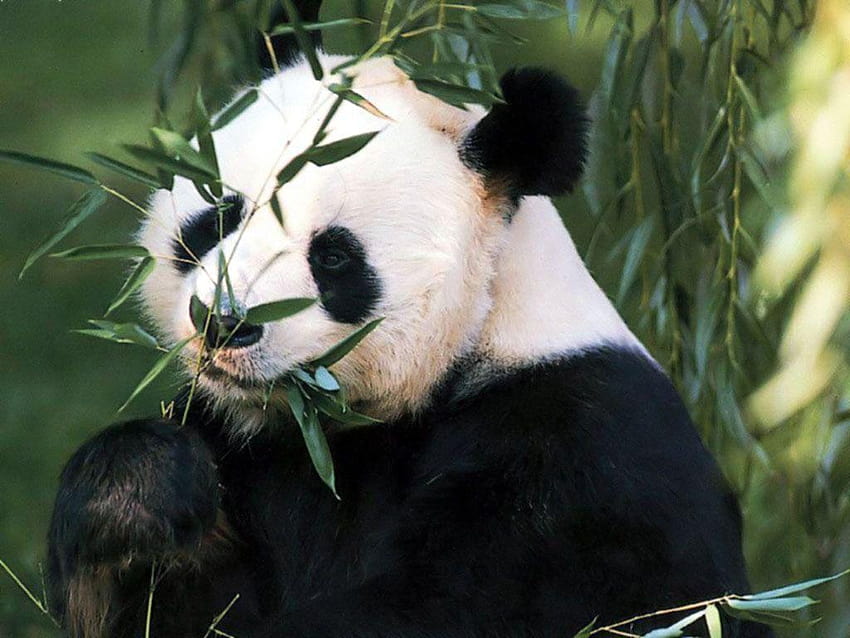 giant panda HD wallpaper