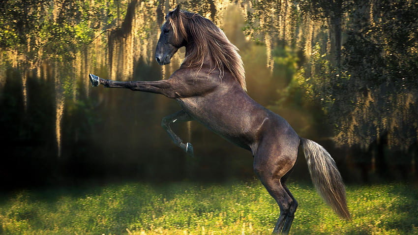 Die 8 Besten Schöne Pferde Hintergrundbilder HD тапет