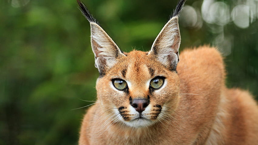 Ultra Caracal, caracal cat HD wallpaper | Pxfuel