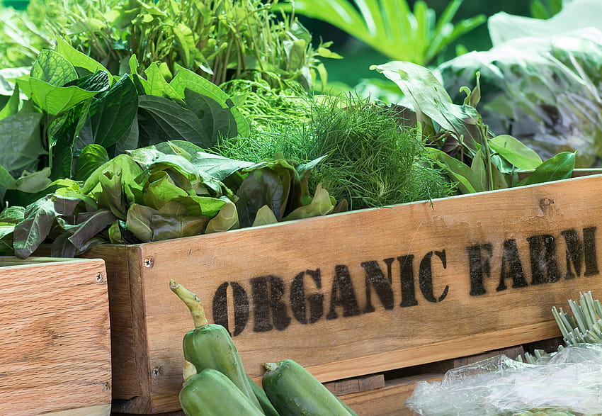 What You Need to Know About Organic Food, organic farming HD wallpaper