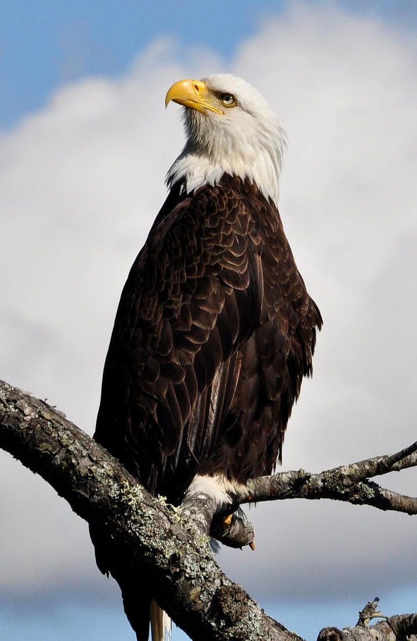 bald eagle standing on gray tree branch – Eagle, eagle tree HD phone wallpaper