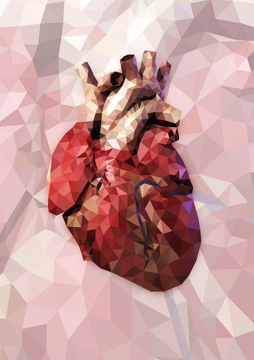 해부학 적 심장 인 Cutelitis에 의한 인간 심장의 대표성 HD 전화 배경 화면