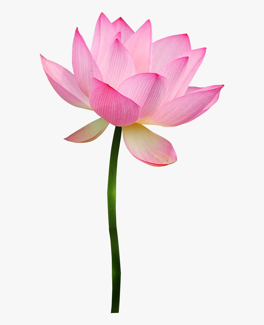 Фотки Loto rosa, prediseñadas de flores, flores de loto, loto fondo de pantalla del teléfono