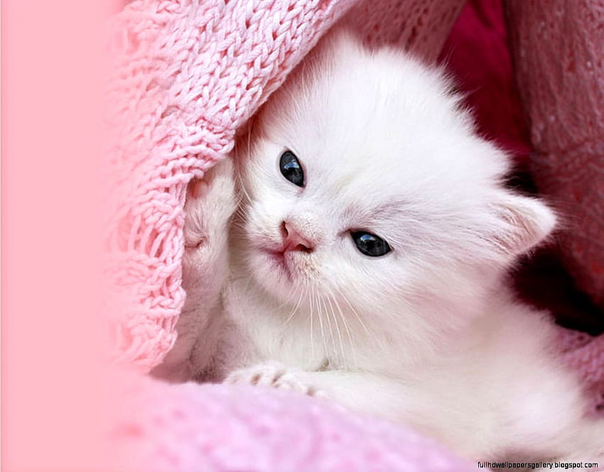 Page 8 | cats on pink HD wallpapers | Pxfuel