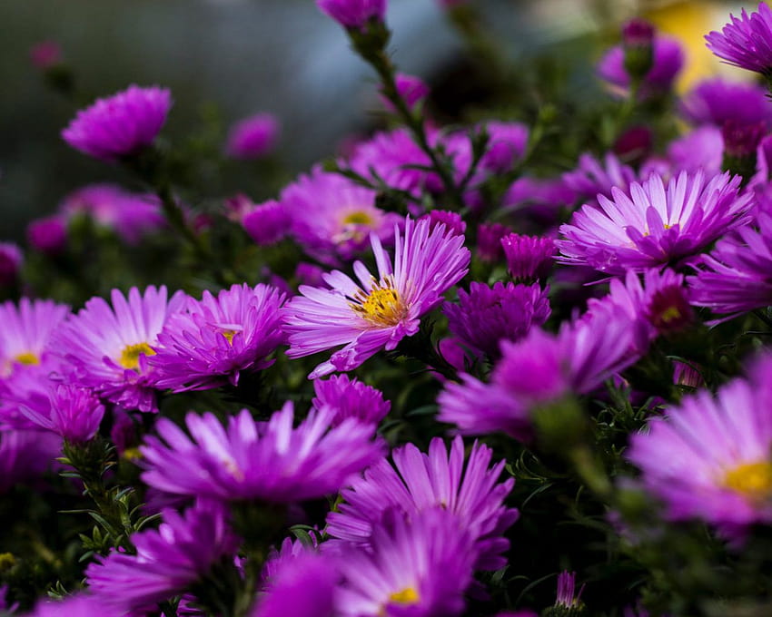Градински растения, цъфтящи върху лилави цветя на астри Лято Ултра за лаптопи, таблети, мобилни телефони и телевизори 3840x2400 : 13 HD тапет