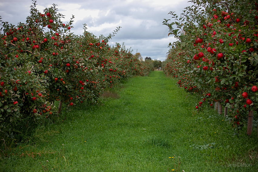 Apple orchard, directory, 1342016851 HD wallpaper