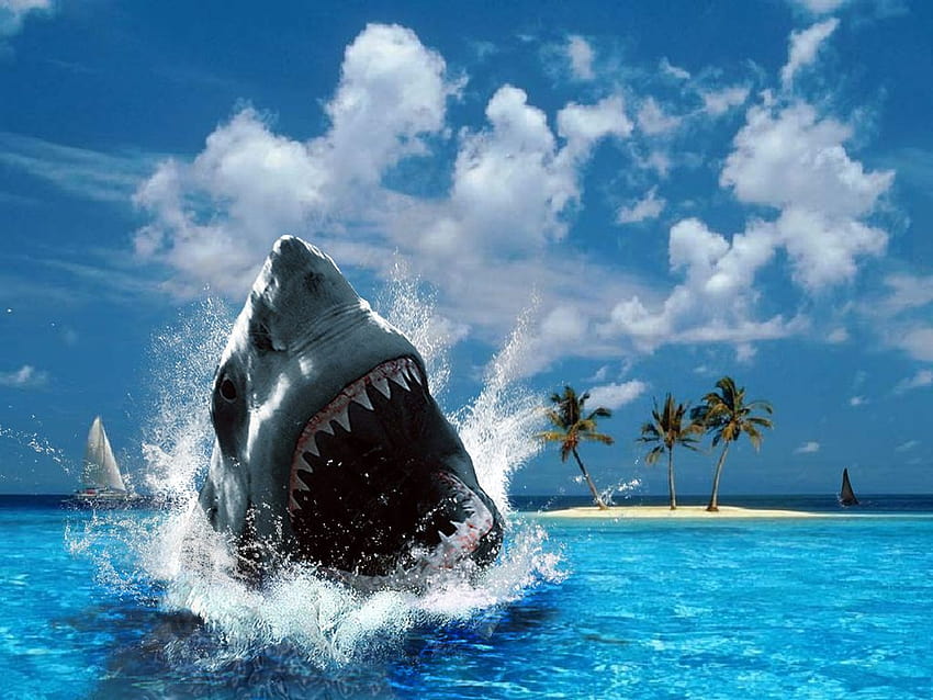 Shark Attack, shark eating HD wallpaper