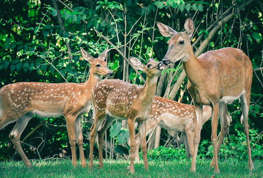 Deer Family, family deer HD wallpaper