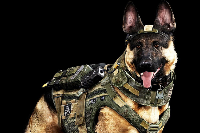 Riley, the official dog of 'Call of Duty', k9 dogs HD wallpaper